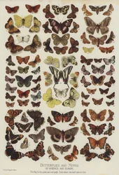 Butterflies and Moths of America and Europe