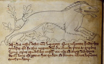 Leucrota, from Bestiary (CCA-LitMs/D/10 fol. 3v)
