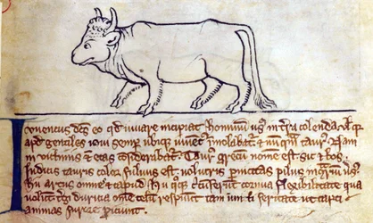 Bullock, from Bestiary