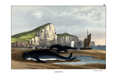 Pilot Whale