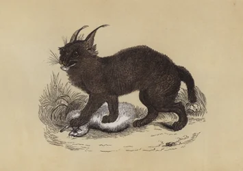 Caracal