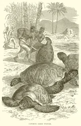 Catching Green Turtles
