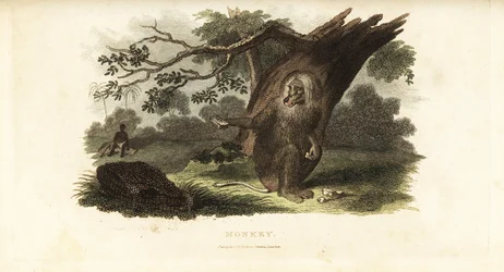 Chacma Baboon Teasing a Black Man with His Own Food in South Africa