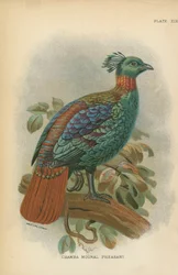Chamba Moonal Pheasant
