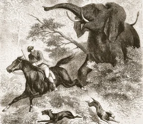 Chased by an elephant, illustration from The Pictorial Edition of the Life and Discoveries of David Livingstone by J. Ewing Richie