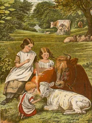 Children playing with cow and calf