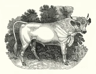 Chillingham Cattle
