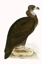 Cinereous Vulture, illustration from 
