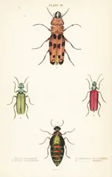 Cissites maculata, variegated oil beetle, Meloe variegatus, Spanish fly, Lytta vesicatoria, and Nuttall’s blister beetle, Lytta nuttalli