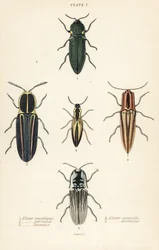 Click beetle: Headlight elater, Pyrophorus noctilucus, Chalcolepidius porcatus, lined click beetle, Agriotes lineatus, Elater suturalis, and Semiotus distinctus