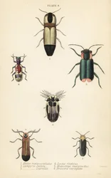 Click beetles: Melanoxanthus melanocephalus, Luciola italica, Lampyris latreillii, Lycus festivus, soft-wing flower beetle, Clanoptilus marginellus, and Priocera variergata