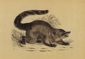 Coati
