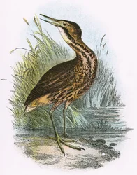 Common Bittern