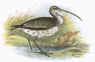 Common Curlew