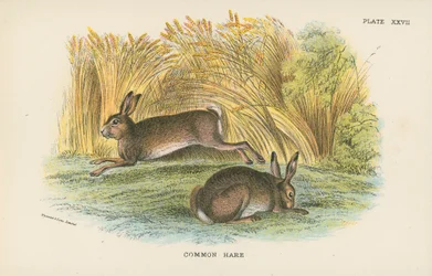 Common Hare