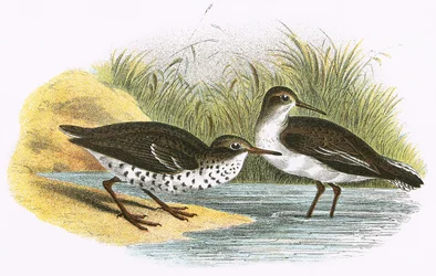Common Sandpiper and Spotted Sandpiper