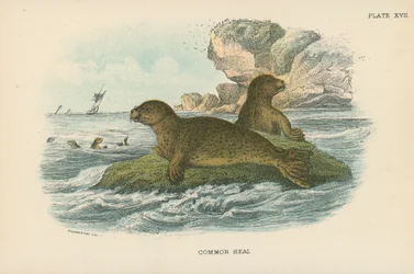 Common Seal