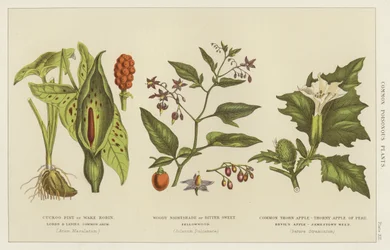 Common Poisonous Plants
