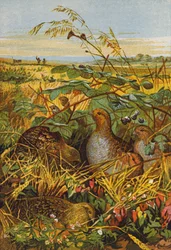 Covey of Partridges