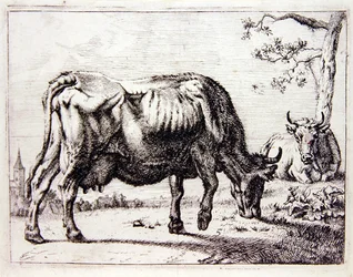 Cows at Pasture
