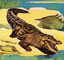 Crocodile