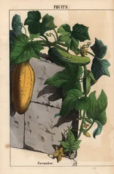 Cucumber plant with yellow unripe and ripe green cucumber fruit Cucumis sativus, from 