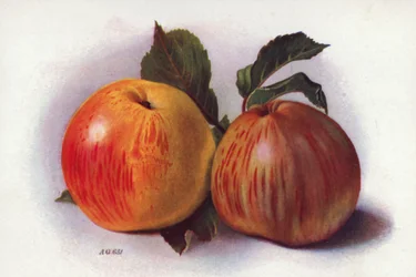 Culinary Apples