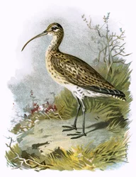 Curlew