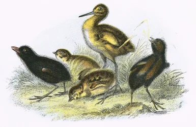 Curlew, Land Rail, Partridge and Moor Hen