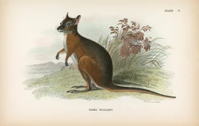 Dama Wallaby