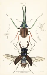 Darwin
