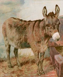 Dear Old Neddy