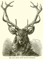 Deer Head with Mature Antlers