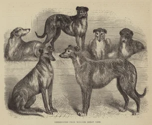 Deerhounds from Windsor Great Park