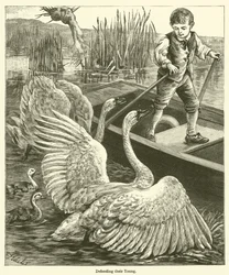 Defending Their Young