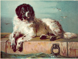 Dog Sitting on Edge of Sea