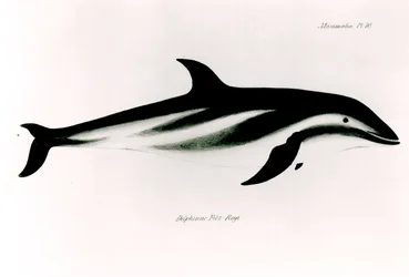 Dolphin, illustration from 