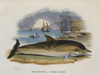 Dolphin on shore, 1823