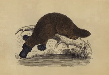 Duck-Billed Platypus