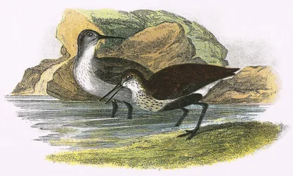 Dunlin