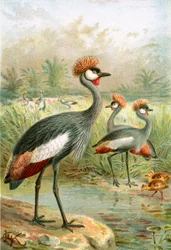 East African Balearic Crane