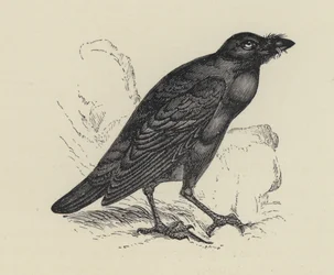 Edgar Allan Poe, The Raven (engraving)