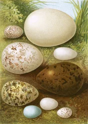 Eggs