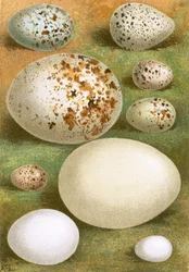Eggs