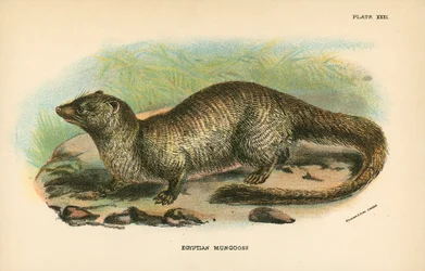 Egyptian Mongoose