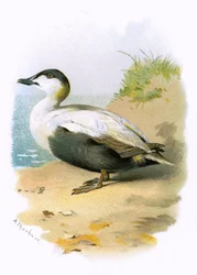 Eider Duck