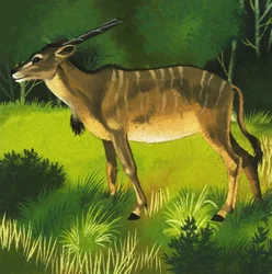 Eland Antelope