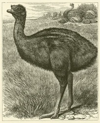 Emu
