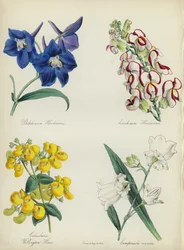 English Flower Garden: Delphinium Hendersonu, Antirrhinum Hendersonu, Calceolaria Wellinton Hoero, Campanula coronata