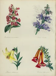 English Flower Garden: Escallonia macrantha, Salvia bicolar, Lilium colchicum, Cantua dependens